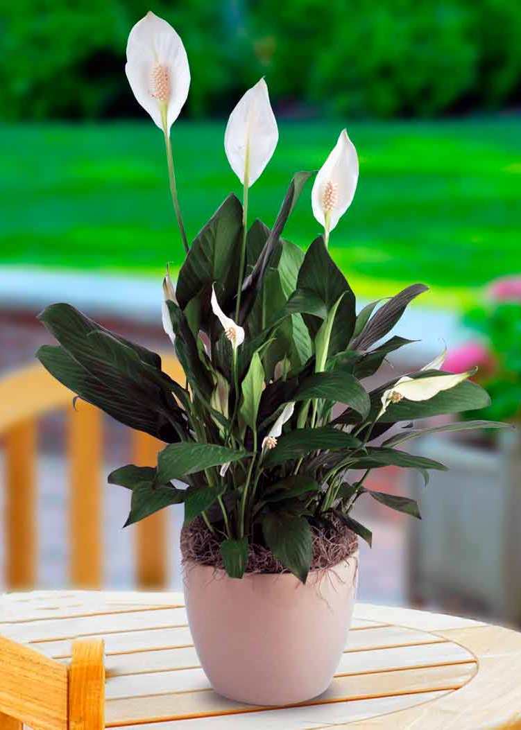 Spathiphyllum - nuotrauka