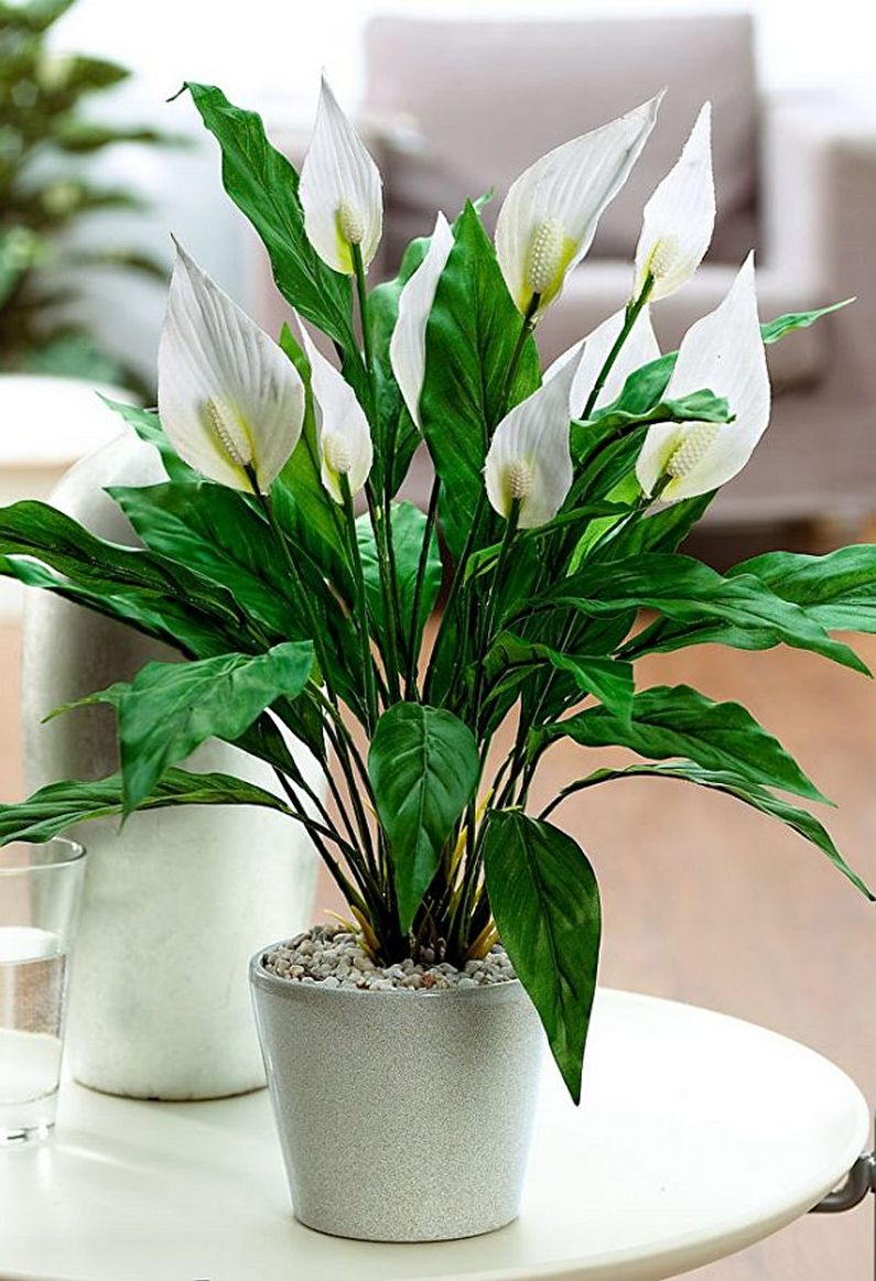 Spathiphyllum - φωτογραφία