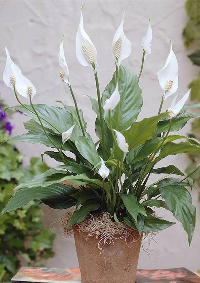 Spathiphyllum - รูปภาพ