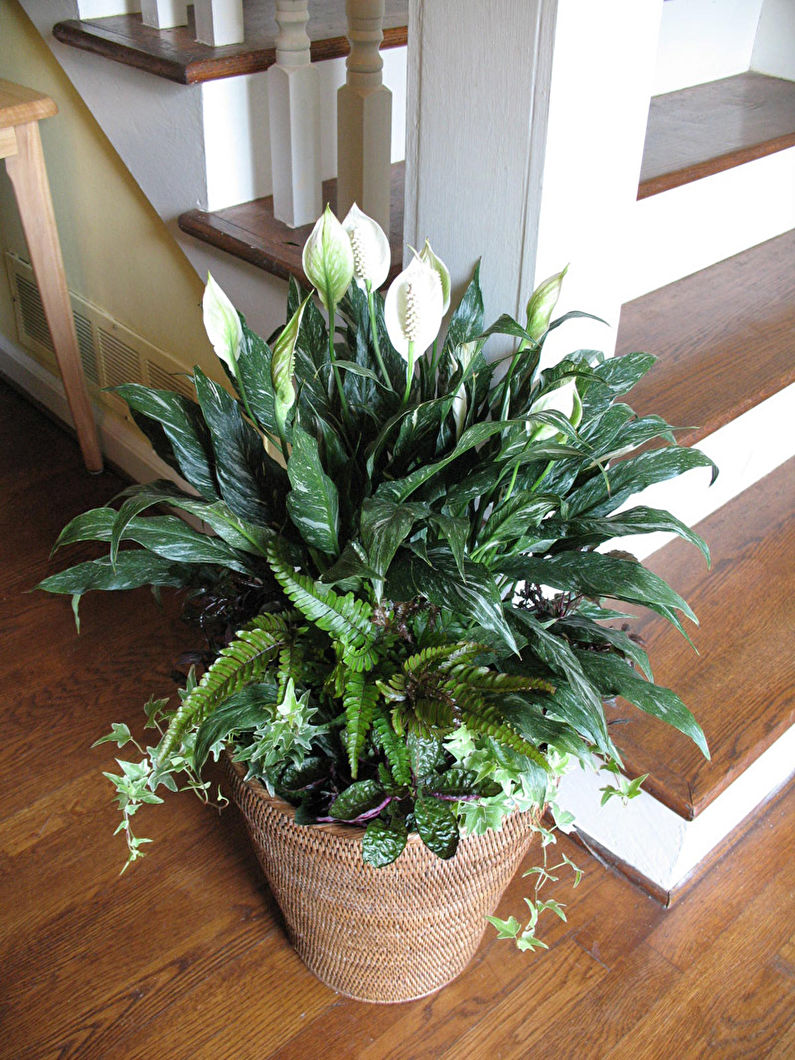 Spathiphyllum - photo