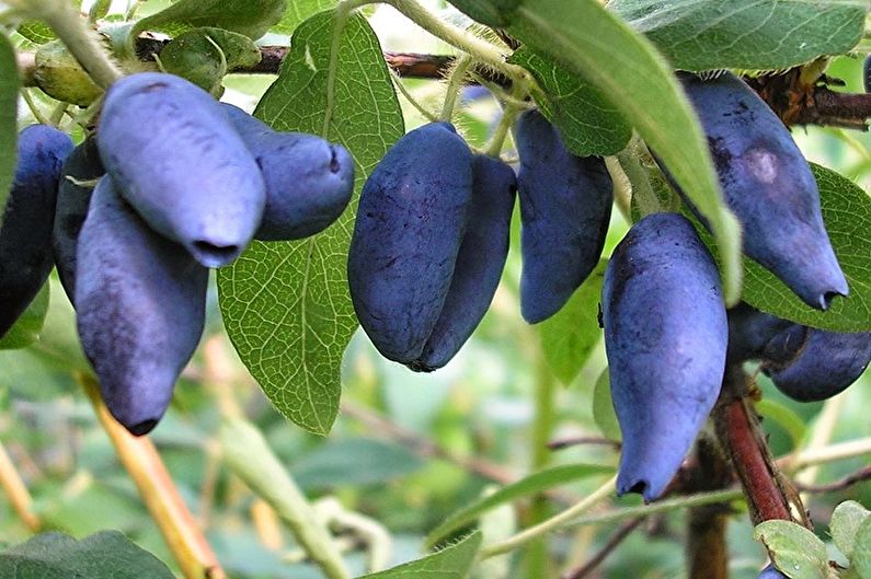 Honeysuckle yang boleh dimakan