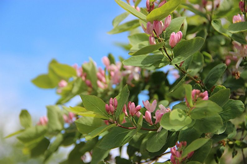 Honeysuckle Tatar