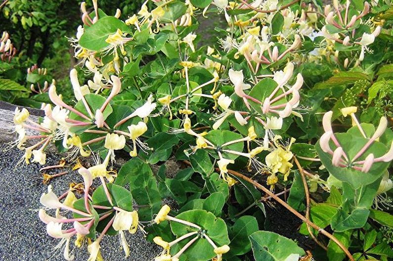 Honeysuckle Alpine