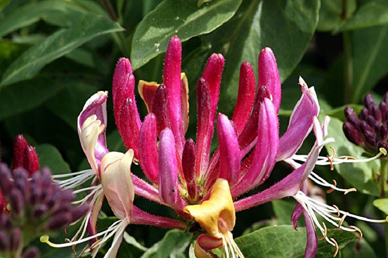 Honeysuckle Amerika