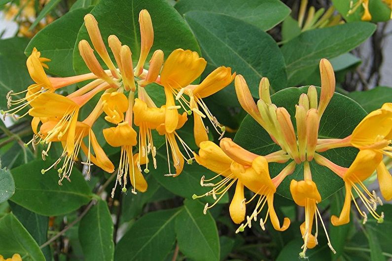 Golden honeysuckle