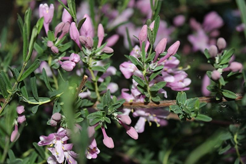 Alberta Honeyuckle