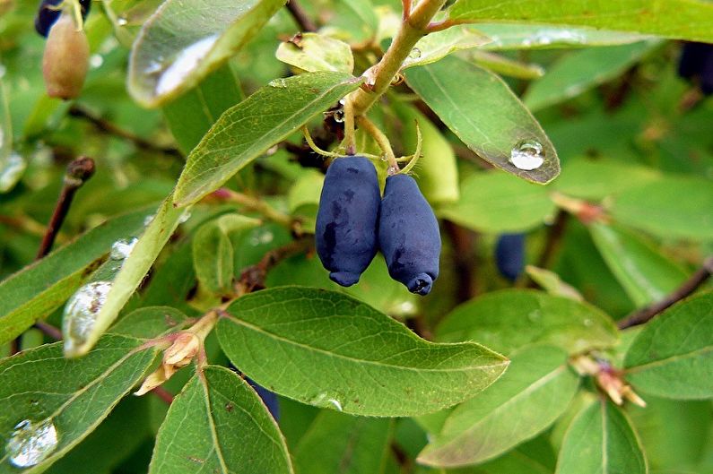 Penjagaan Honeysuckle