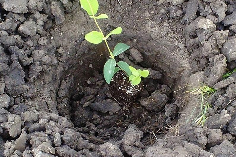 Honeysuckle - Transplanting and Breeding