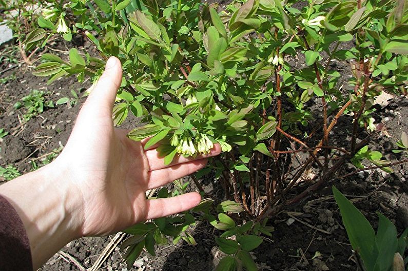 Honeysuckle - การย้ายและการผสมพันธุ์