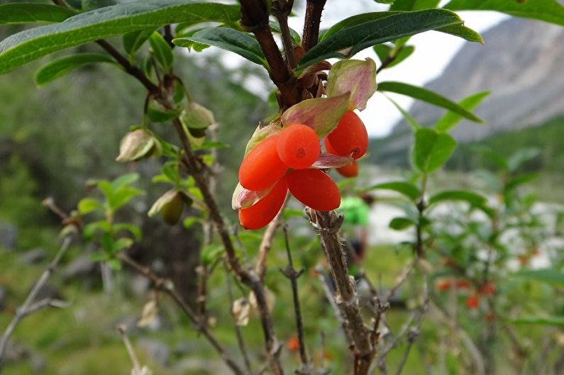 Honeysuckle - foto