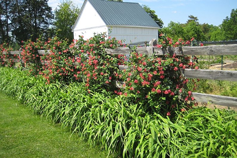 Honeysuckle - foto