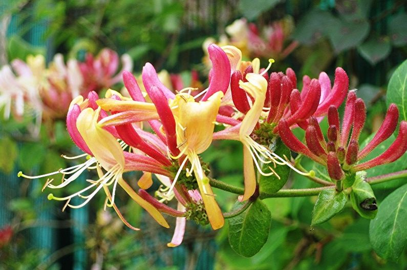 Honeysuckle - ภาพถ่าย