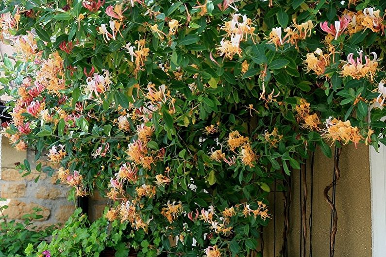 Honeysuckle - foto