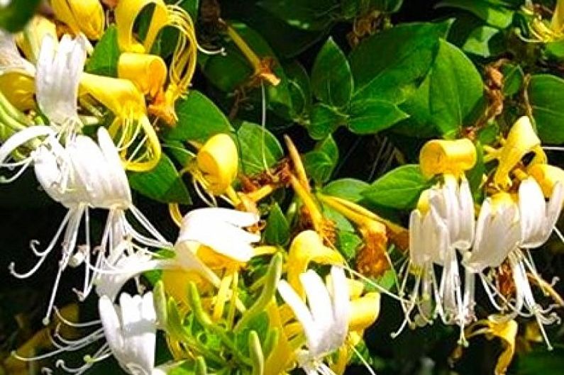 Honeysuckle - foto