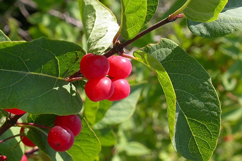 Honeysuckle - foto