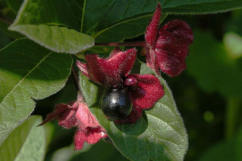 Honeysuckle - foto