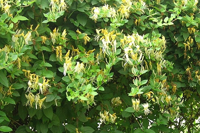 Honeysuckle - foto