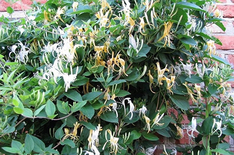 Honeysuckle - photo