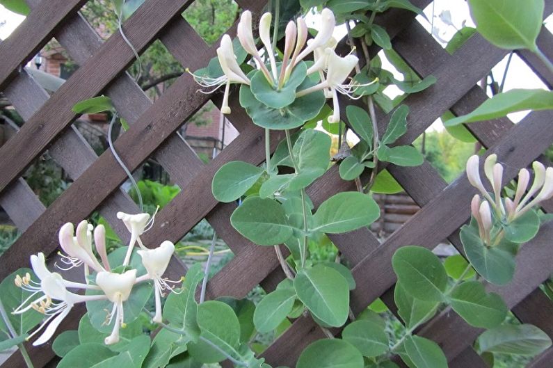 Honeysuckle - foto