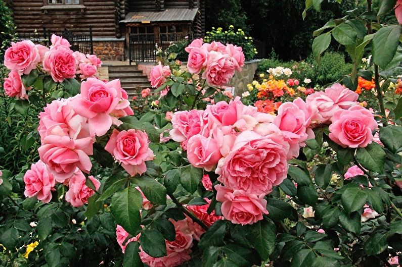 Rose Floribunda - คุณสมบัติทั่วไป