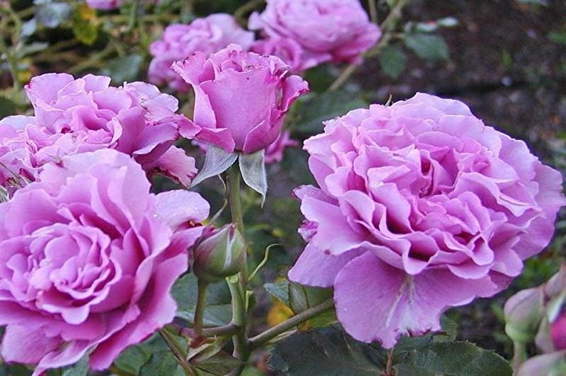 Rose Floribunda - Yleiset ominaisuudet