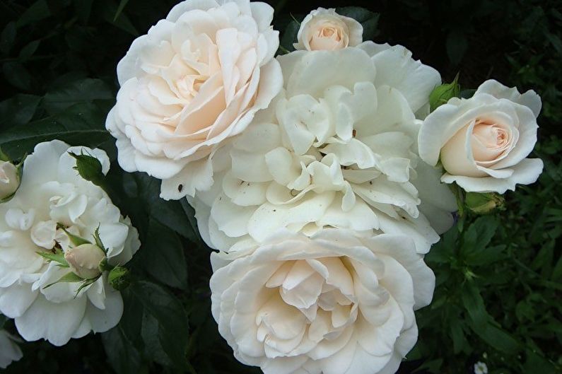 Rose Floribunda - Karte Blanche