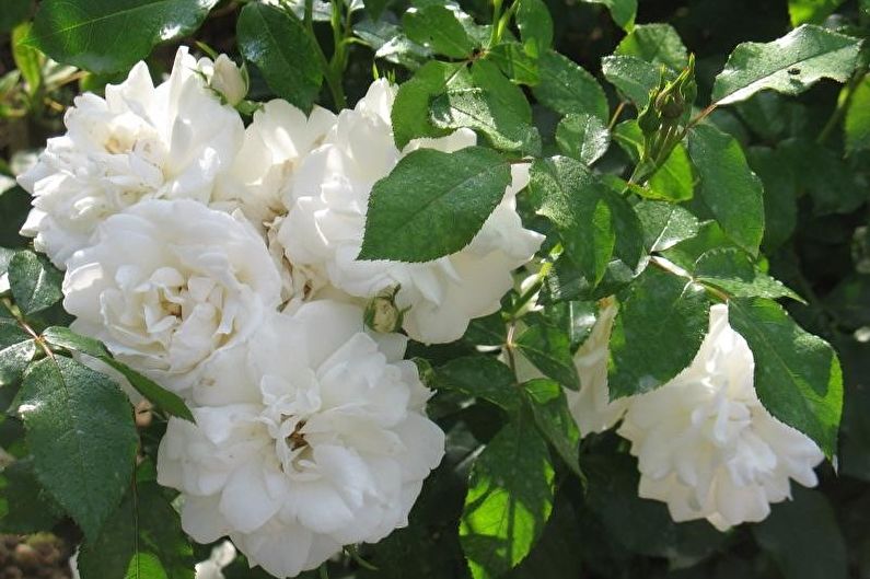 Rose Floribunda - Carte Blanche