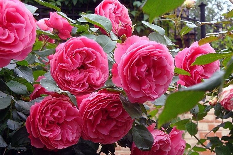 Gül Floribunda - Leonardo da Vinci