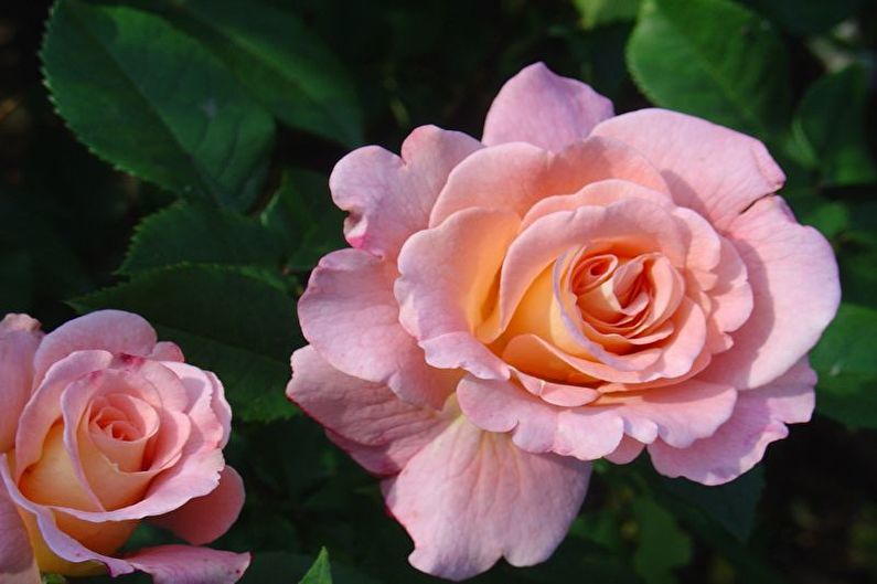 Rose Floribunda - galaxis