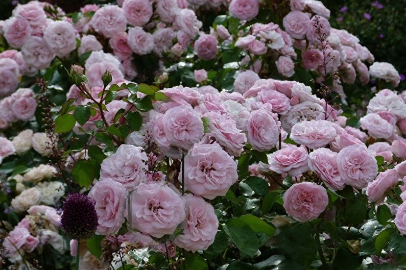 Gül Floribunda - Maria Theresa