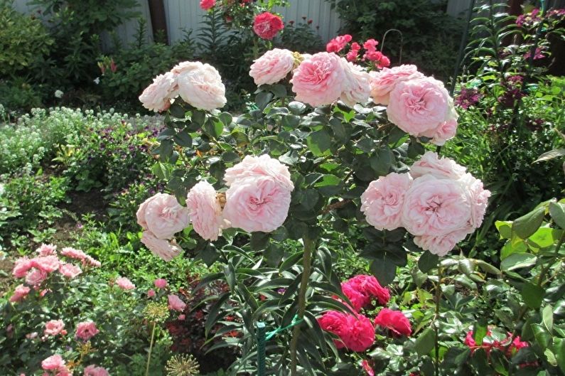 Rose Floribunda - Maria Teresa