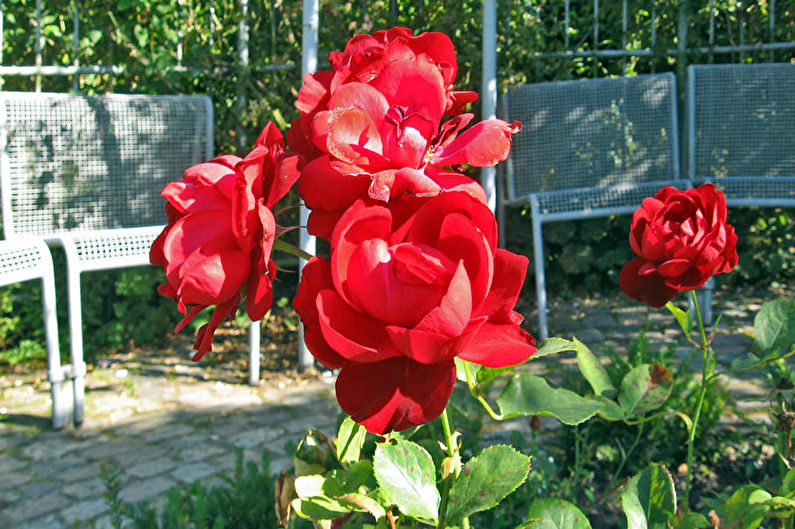 Rožė Floribunda - Lilly Marlene