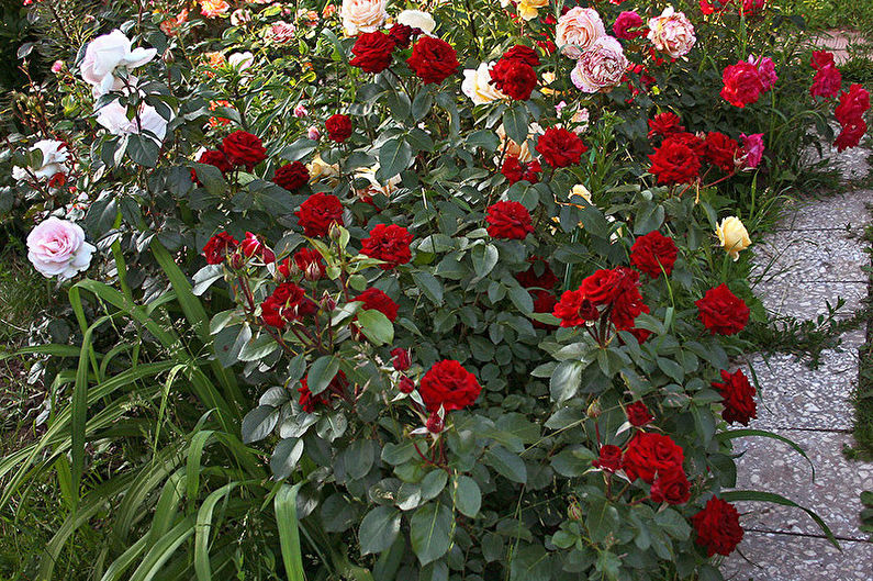 Rosa Floribunda - Niccolò Paganini