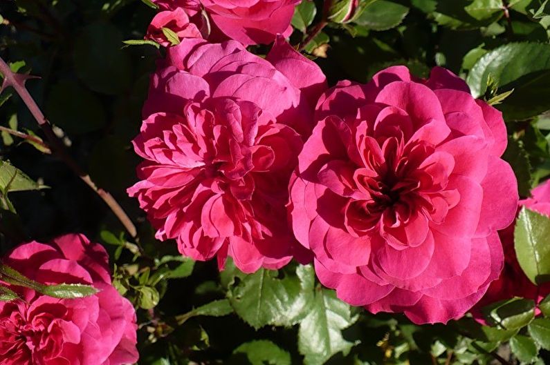 Rose Floribunda - السانجريا