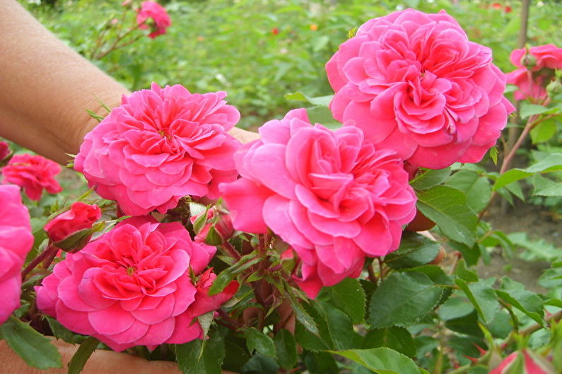 Rose Floribunda - السانجريا