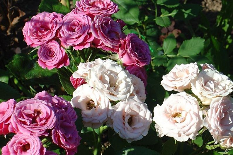 Rose Floribunda - Sininen Baju