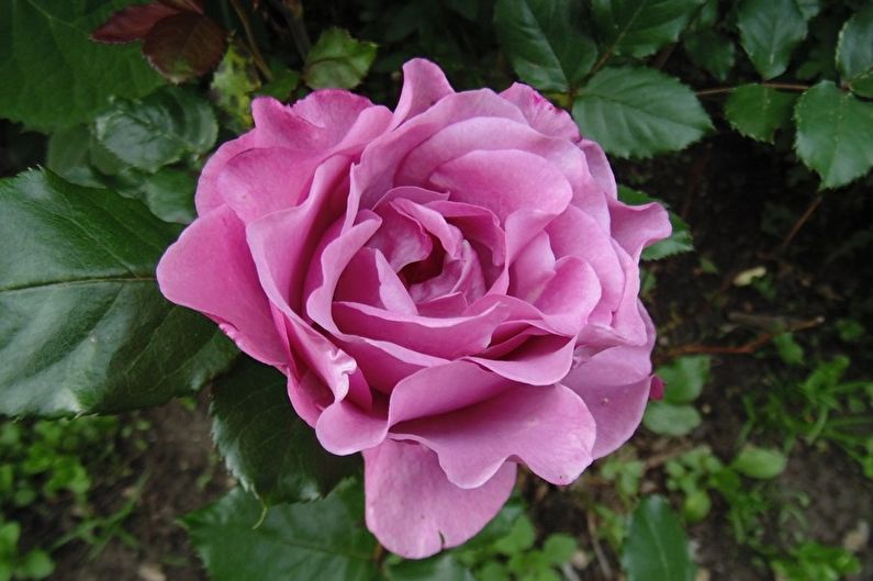 Rose Floribunda - Sininen Baju