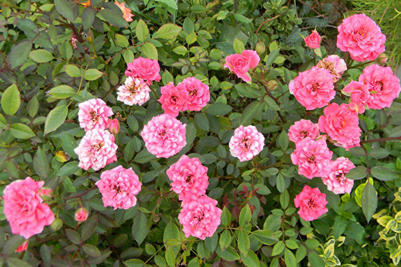 Hoa hồng Floribunda - Giống mới