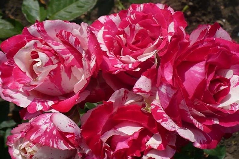 Hoa hồng Floribunda - Giống mới