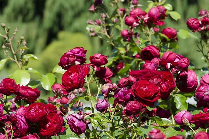 „Floribunda“ rožių priežiūra