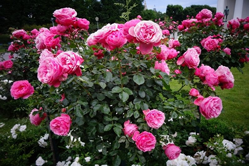 Chăm sóc hoa hồng Floribunda