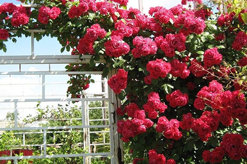 Rose Floribunda - การปลูกและการสืบพันธุ์