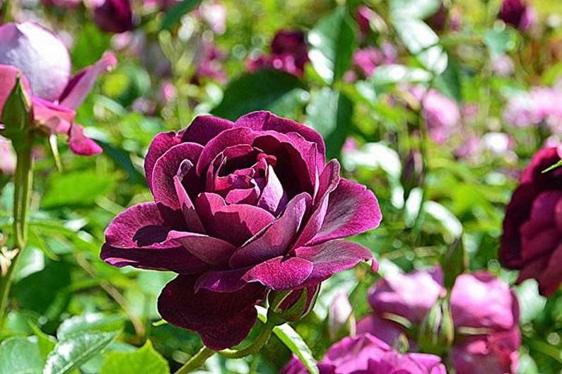 Rose Floribunda - Bekjempelse av skadedyr og sykdommer