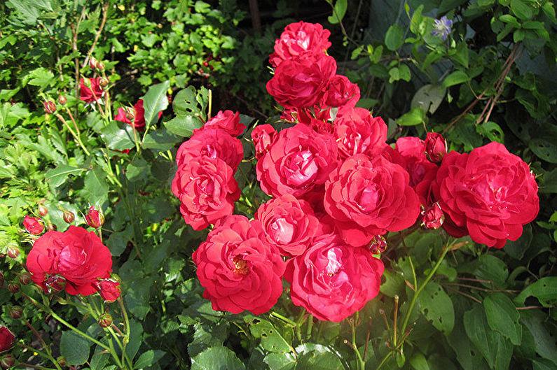 Rose Floribunda - Controle de Pragas e Doenças