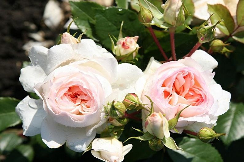 Rose Floribunda - fotografie