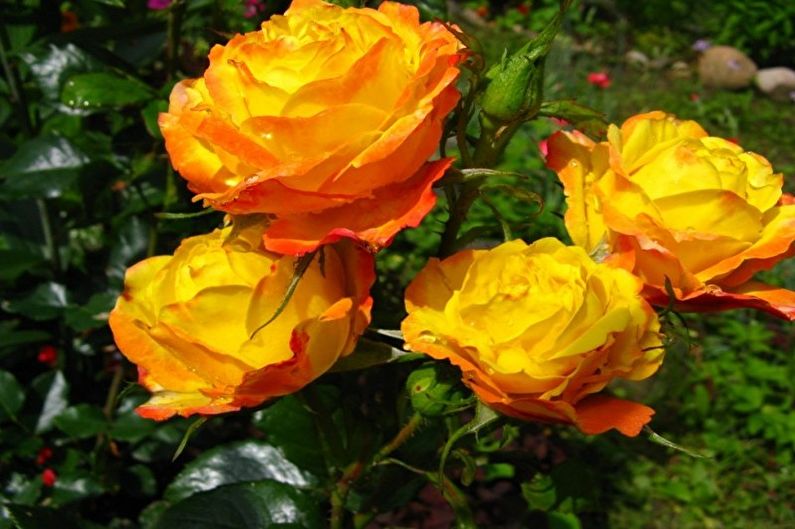 Hoa hồng Floribunda - ảnh