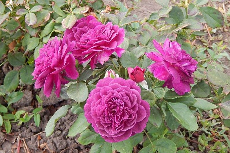 Rose Floribunda - zdjęcie