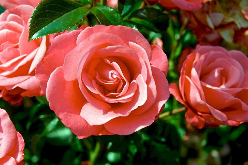 Rose Floribunda - fénykép