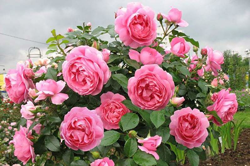 Rose Floribunda - fénykép