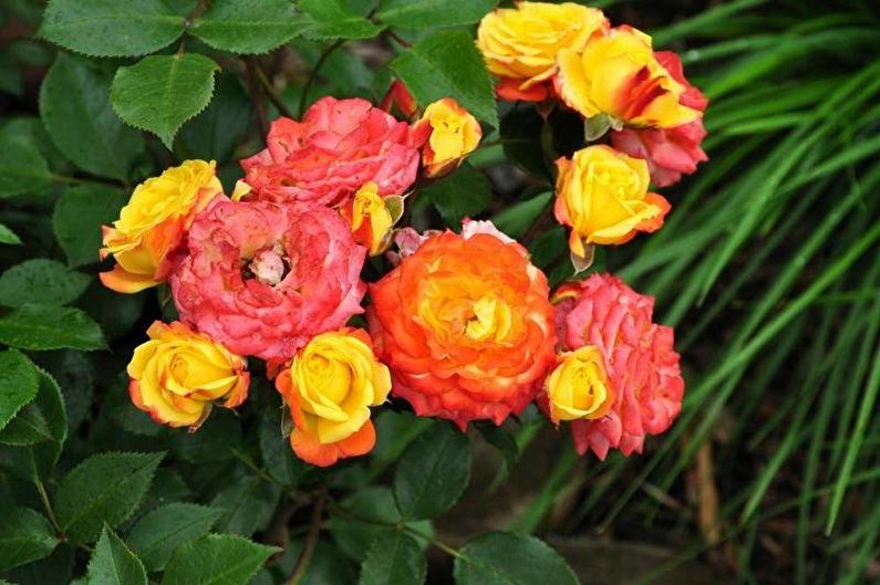 Rose Floribunda - fotografie